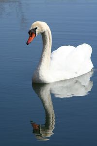 Swan swimming in lake