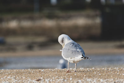 Close-up of seagull on sand