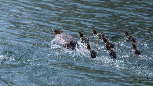 High angle view of ducks swimming in sea