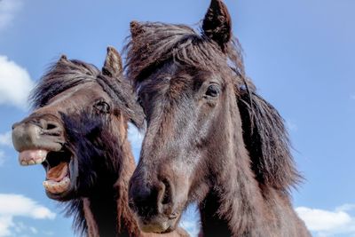 Close-up of a horse