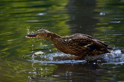 Duck swimming in lake