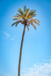 Low angle view of coconut palm tree against blue sky