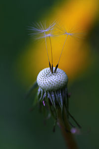 Close-up of dandelion