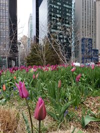 Close-up of flowering plants growing on field against buildings