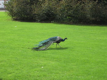 Bird on field