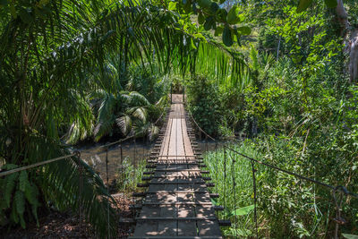 Suspended bridge at natural rainforest park, drake bay costa rica