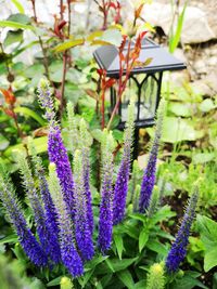 Close-up of purple flowering plant