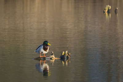 View of birds in lake