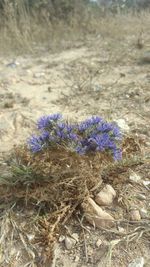 High angle view of purple flowering plant on field