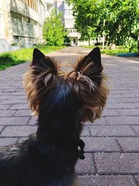 Close-up of a dog on footpath