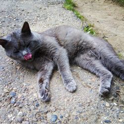 Close-up portrait of cat