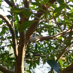 Low angle view of trees