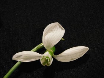 Close-up of white flowers