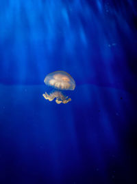 Close-up of jellyfish swimming in sea