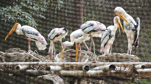 Flock of birds perching on metal