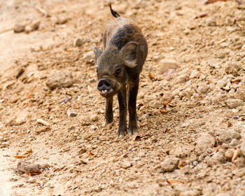 Pig standing on field