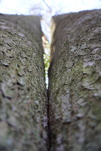 Close-up of tree trunk