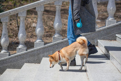 Adorable red shiba inu dog in a red collar goes down the stairs of a stone staircase with owner