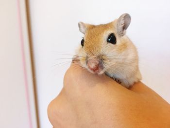 Close-up of hand holding mouse at home