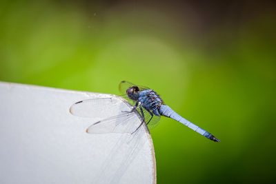 Close-up of dragonfly 