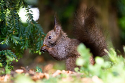 Close-up of squirrel