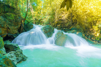 Scenic view of waterfall in forest