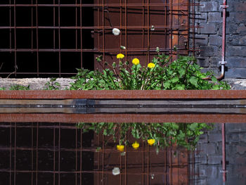 Close-up of flowers against brick wall