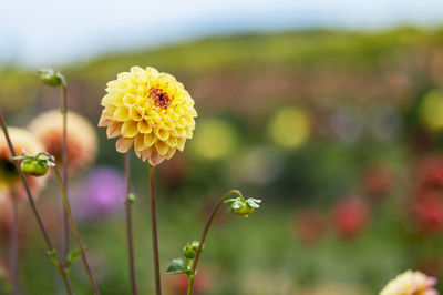 Close-up of yellow flowering plant