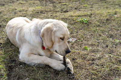 A young male golden retriever is lying on the grass and has a bit of root between its paws.