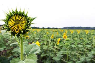 Close-up of yellow flowering plant on field against sky