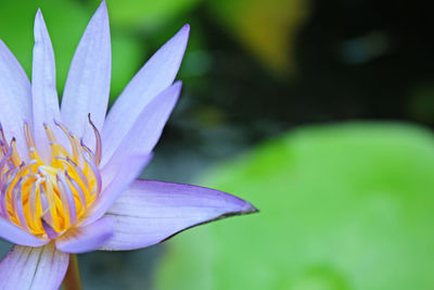 Close-up of purple flowering plant