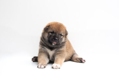 Puppy sitting against white background