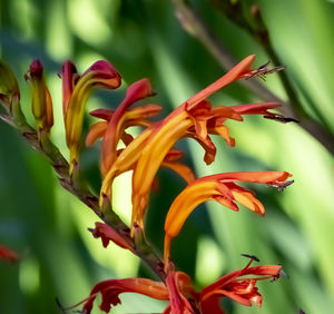 Close-up of yellow flowering plant