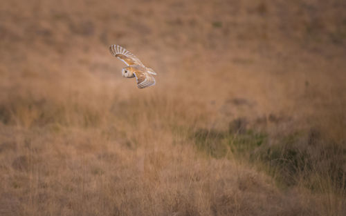 Barn owl on field