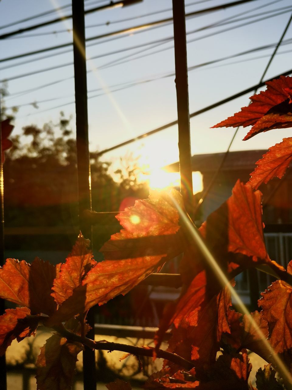 nature, autumn, sunlight, sky, red, flower, plant, evening, sunset, leaf, orange color, day, outdoors, lens flare, sun, beauty in nature, no people, architecture, growth, light, sunbeam, built structure, plant part, tree, back lit