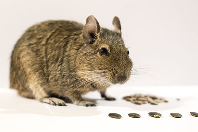 Close-up of rat against white background
