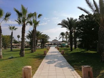 Footpath amidst palm trees on field against sky