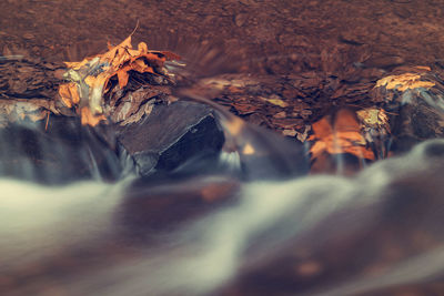 Close-up of flowing water in forest