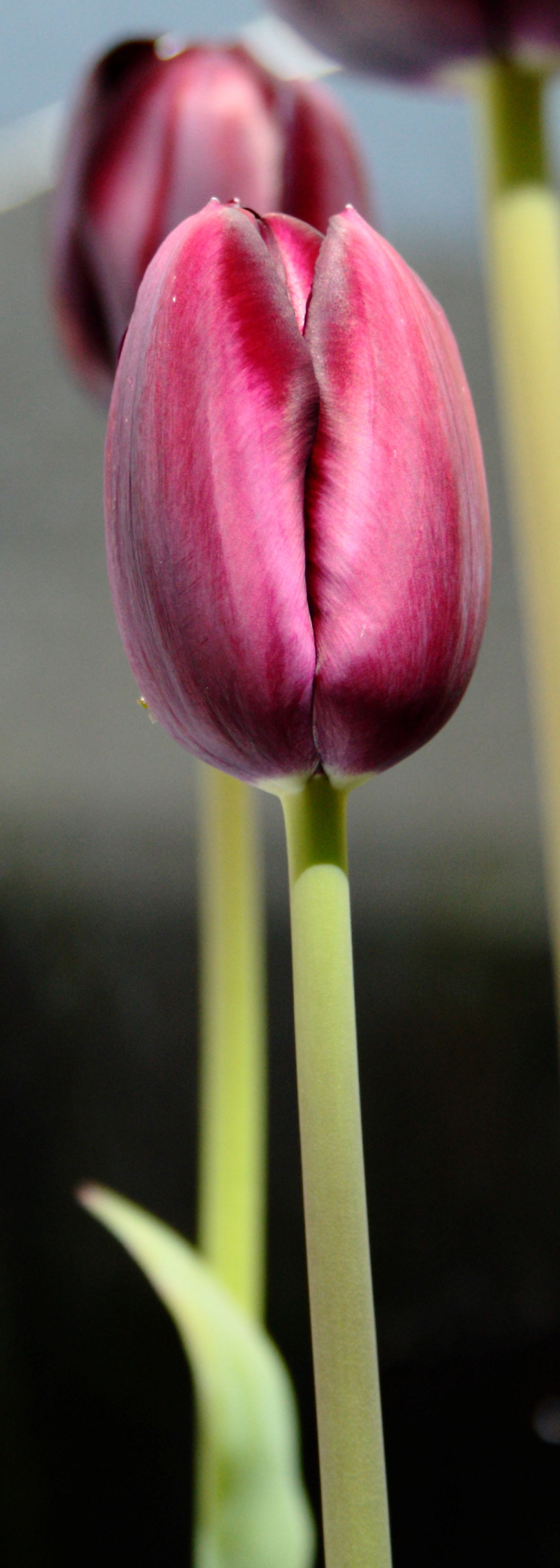 Tulip head