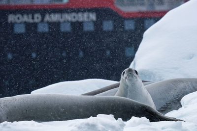 A attentive crabeater seal on ice floe with ship in background falling snow in antarctica