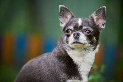 Chihuahua puppy, little dog in garden. cute small doggy on grass. short haired chihuahua breed