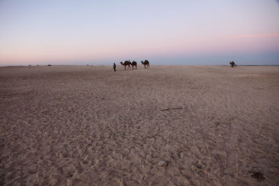 Man with camels at sahara desert against sky during sunrise