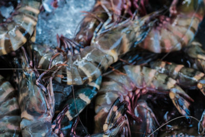 Close-up of fish for sale