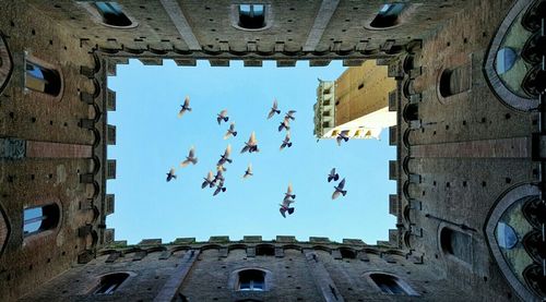 Directly below shot of birds flying against clear sky