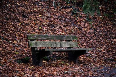 Empty bench in park during autumn