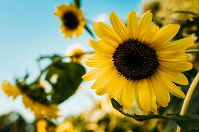 Close-up of sunflower against sky