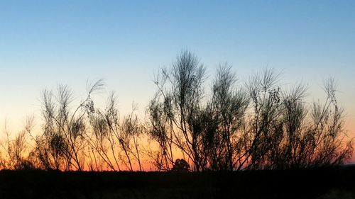 Bare trees on landscape at sunset