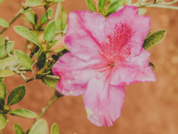 Close-up of pink hibiscus blooming outdoors