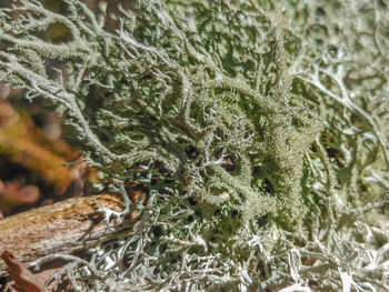 Close-up of frozen plants