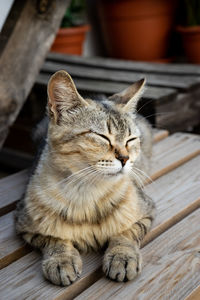 Close-up of a cat